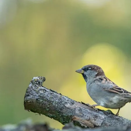 Nad Odra * Widuchowa