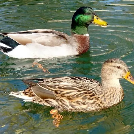 Accommodatie bij particulieren Nad Odra *