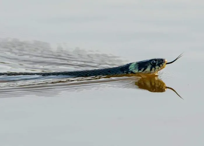 Nad Odra * Widuchowa