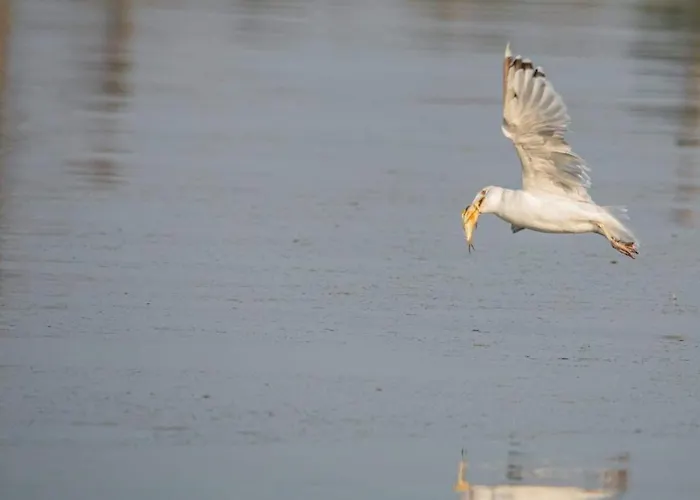 Nad Odra * Widuchowa