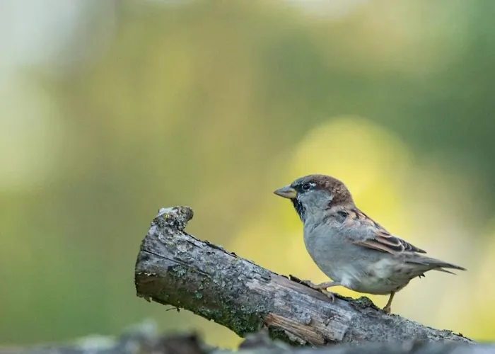 Nad Odra * Widuchowa