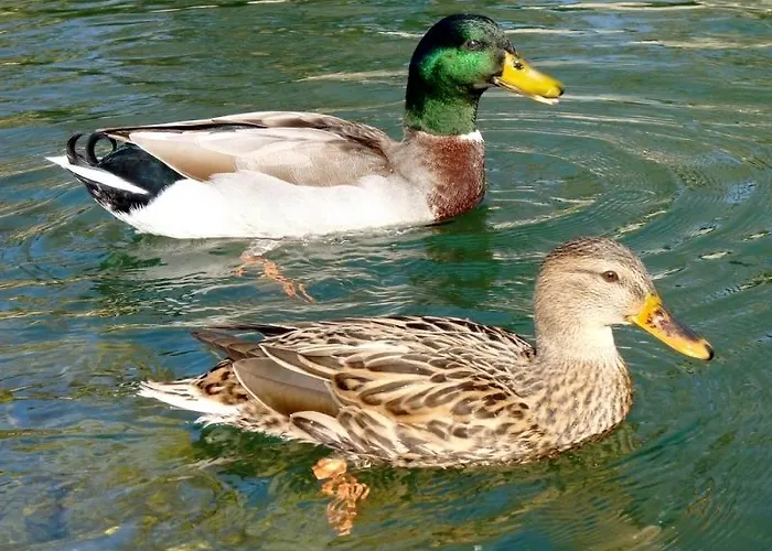 בית אירוח Nad Odra *