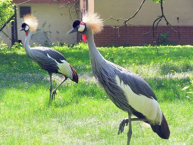 בית אירוח Nad Odra Widuchowa