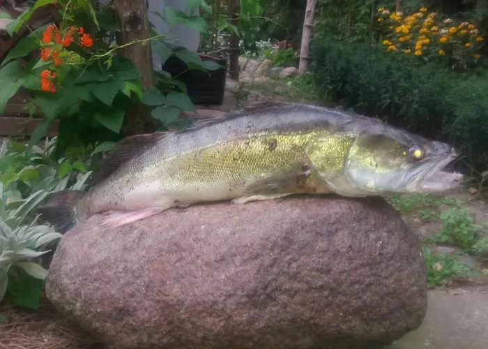 Nad Odra בית אירוח *